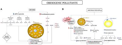 Environmental Pollutants Effect on Brown Adipose Tissue